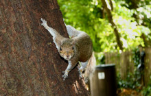 Let Me Show You London5