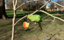 Let Me Show You London7