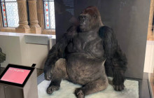 Let Me Show You London6