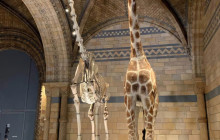 Let Me Show You London4