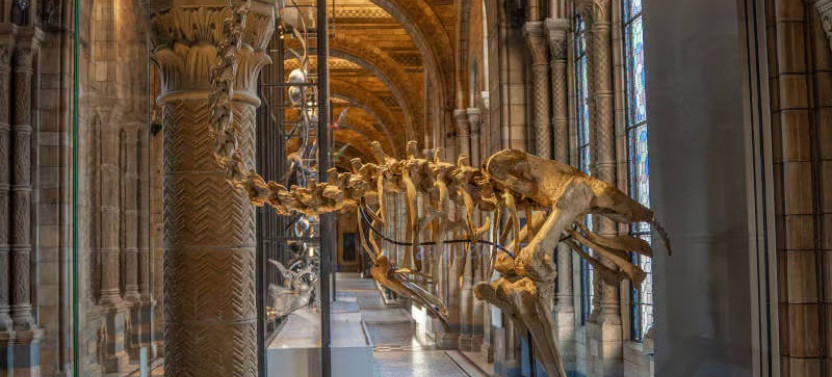 Private Natural History Museum Highlights Tour in London