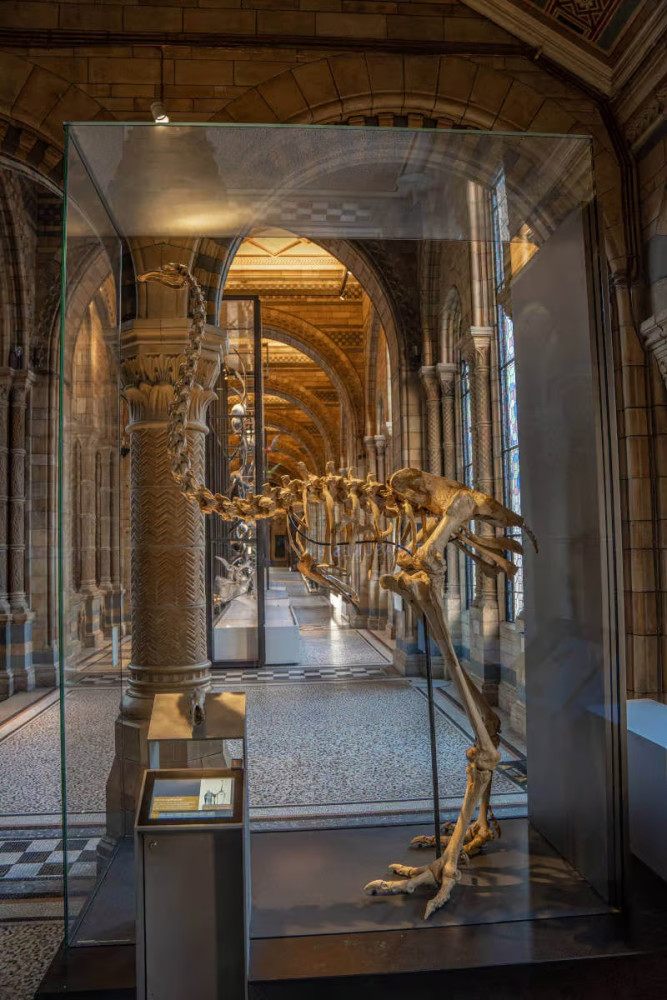 Private Natural History Museum Highlights Tour in London