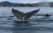 Sitka Wildlife Tours Inc.2