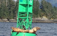 Sitka Wildlife Tours Inc.3