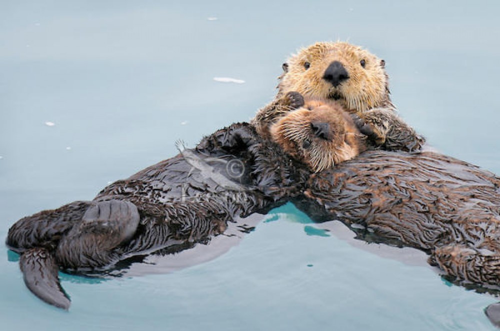 Shore Excursion: Sitka Marine Wildlife Tour