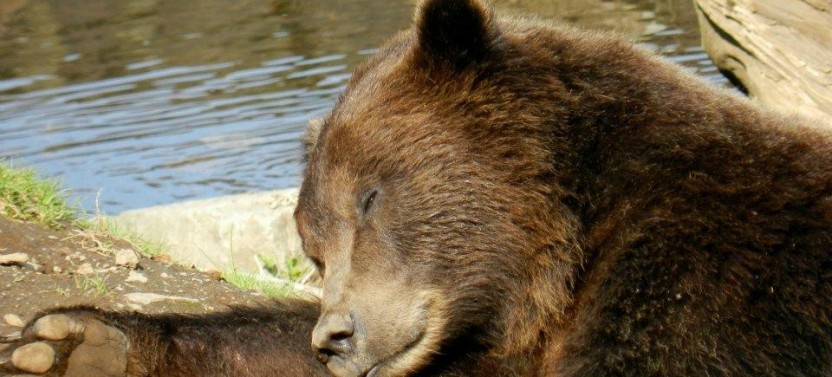 Shore Excursion: Sitka Scenic Tour - Bears & Totems