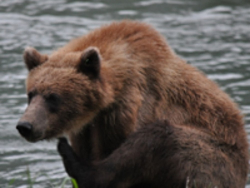 Haines Wildlife Safari (from Skagway)