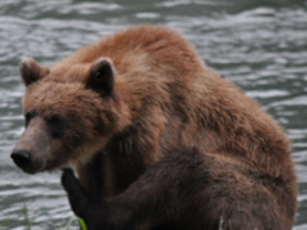 Wildlife Safari (from Haines)