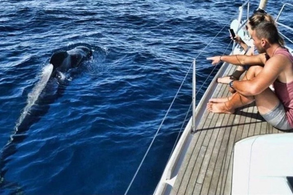 Premium All Inclusive Whale & Dolphin Watching Experience