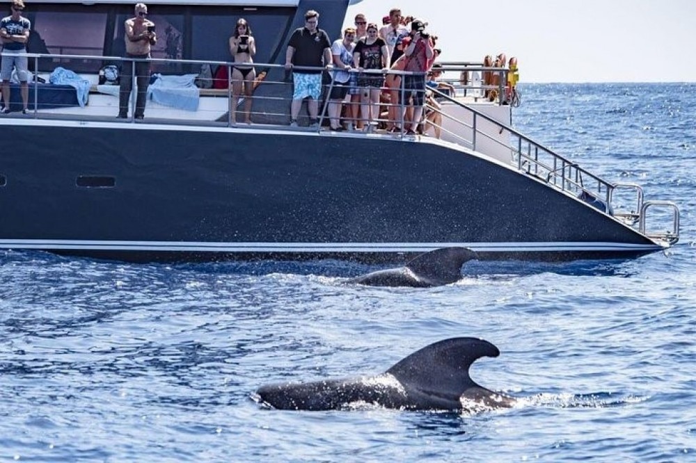 whale watching catamaran