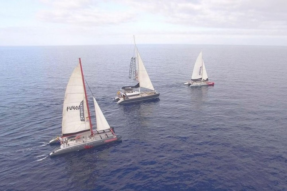 catamaran whale watching tenerife