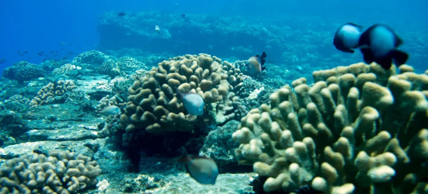 Nāpali Snorkel Sail Tour