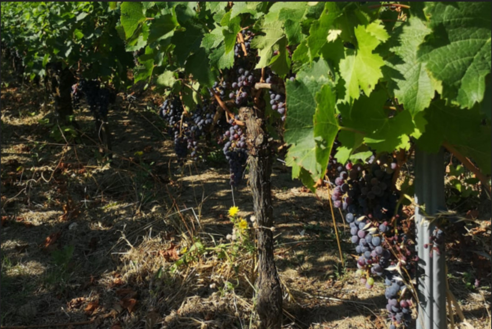 Half-Day Saint-Émilion Winery & Medieval Village Tour with Wine Tasting