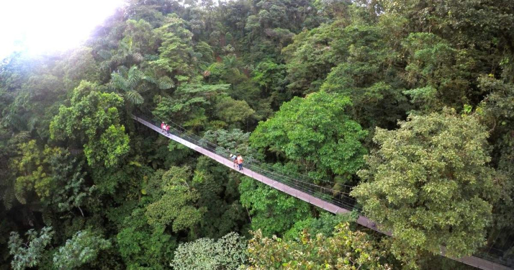 Rainforest Falls & Hanging Bridges