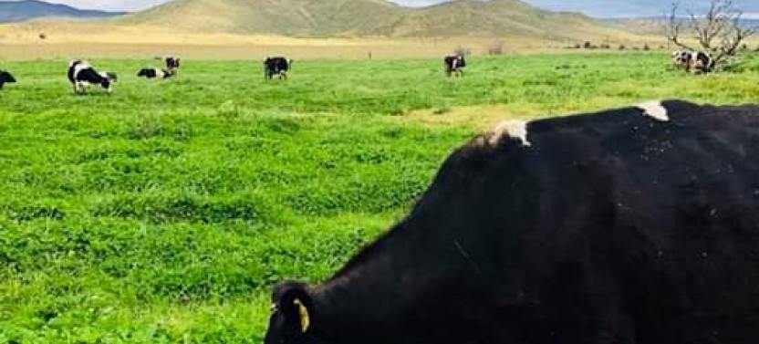 Ojos Negros Valley Wine and Cheese Route Tour in Baja California