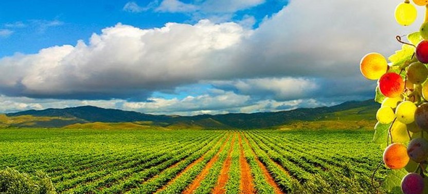 Guadalupe Valley Wine Route Tour In Baja California