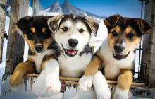 TEMSCO Helicopters, Inc.19