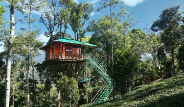 A picture of Overnight Treehouse Stay In Munnar