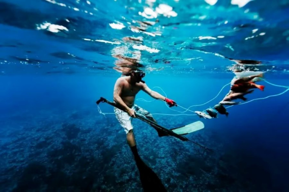 Underwater Spearfishing Adventure Expedition on Coastal Reefs