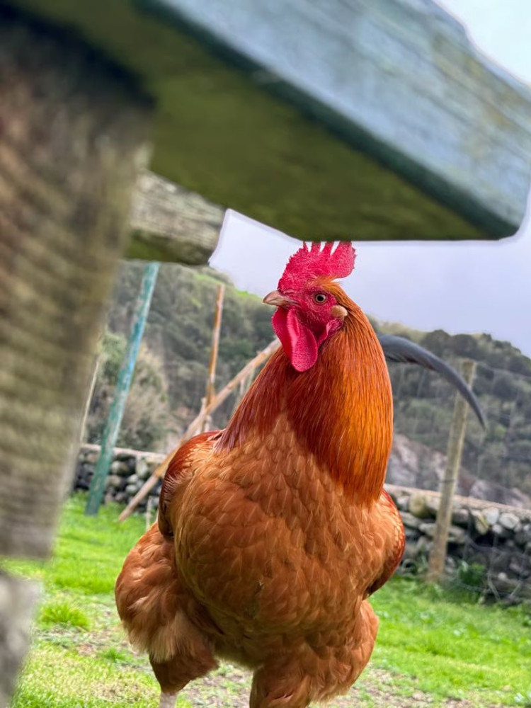 Full-Day Hiking Adventure Through Volcanic Peaks & Valleys of the Azores