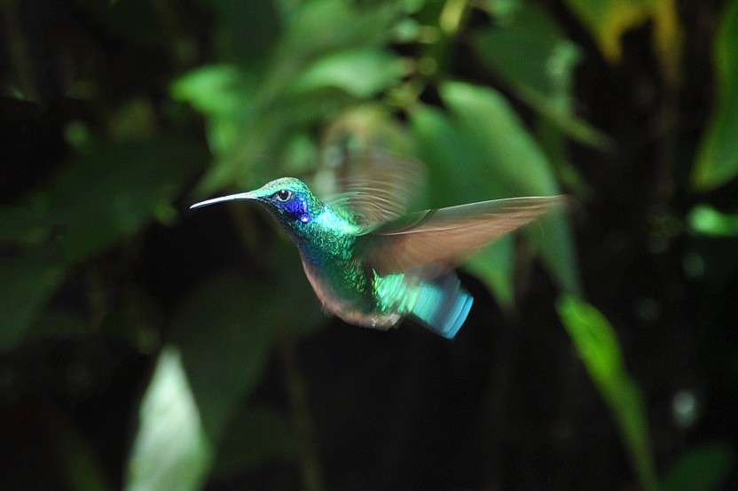 Private Bird Watching in the Monteverde Cloud Forest Reserve