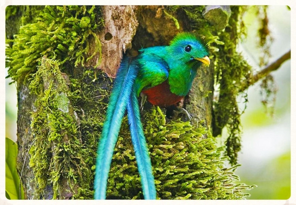 Private Bird Watching In The Monteverde Cloud Forest Reserve