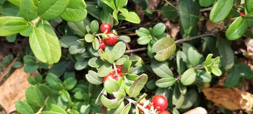 Berry Picking in a National Park