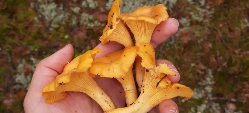 Mushroom Hunting Tour in a National Park