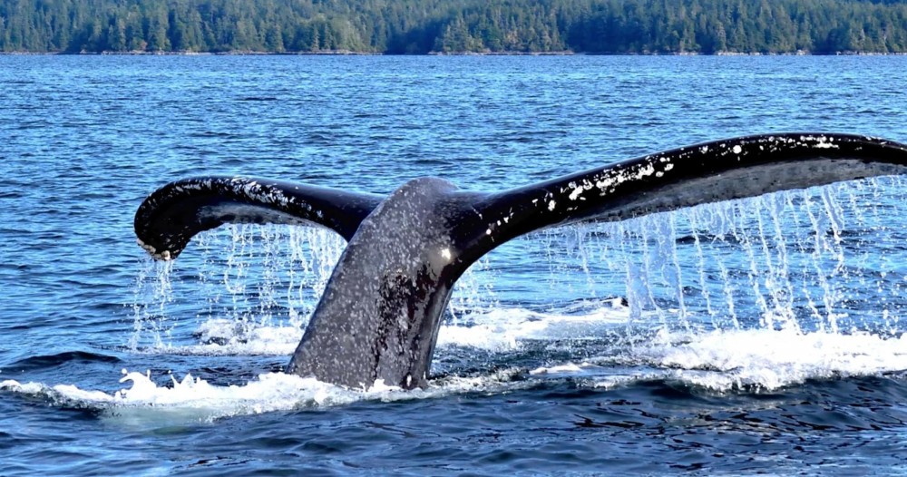 Private Whale Watching and Marine Wildlife Tour