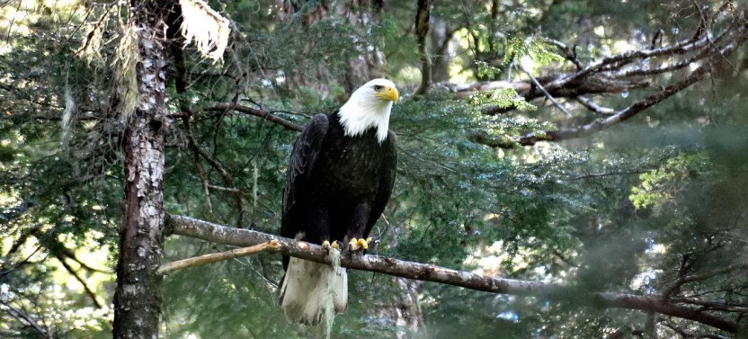 Private The Best of Sitka Deluxe Tour