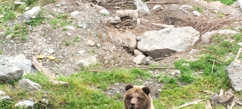 Simply Amazing Sitka National Park Small Group Tour