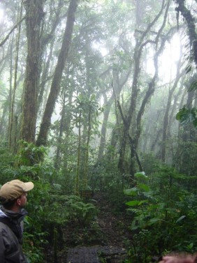 Guided Hike in Santa Elena Cloud Forest Reserve