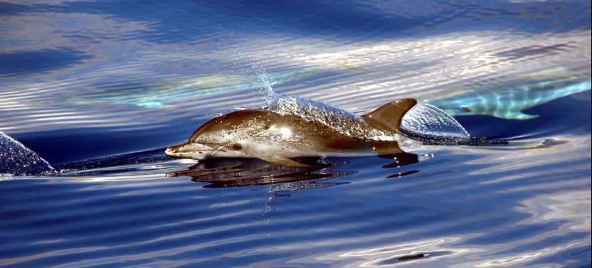 Dolphin and Whale Watching Catamaran Tour from Funchal by VMT Madeira