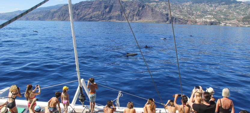 Dolphin and Whale Watching Catamaran Tour from Funchal by VMT Madeira