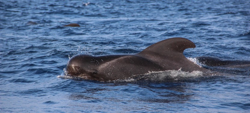 Dolphin and Whale Watching Catamaran Tour from Funchal by VMT Madeira