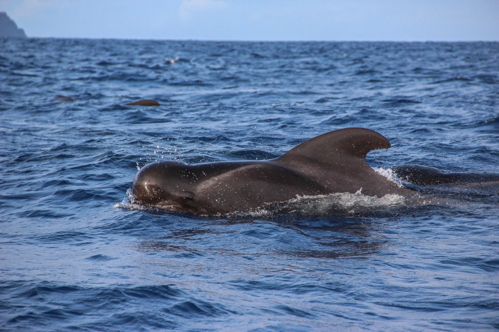 Dolphin and Whale Watching Catamaran Tour from Funchal