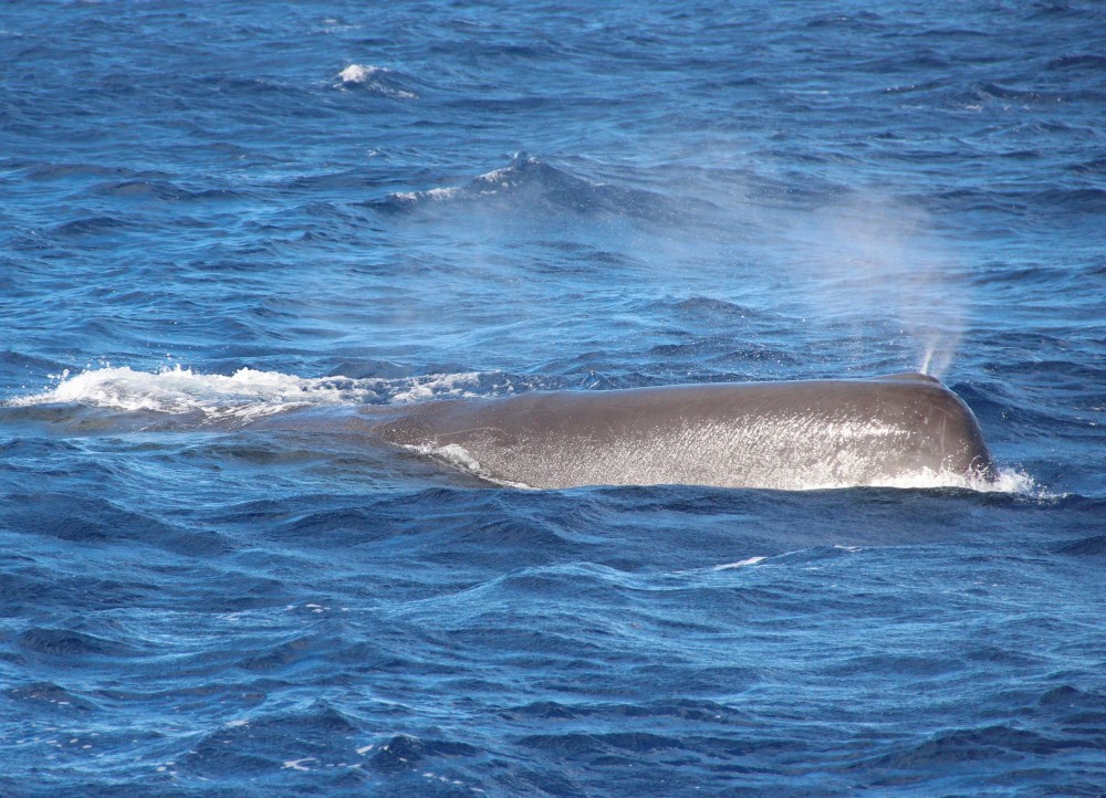 Dolphin And Whale Watching Catamaran Tour From Funchal - Funchal 