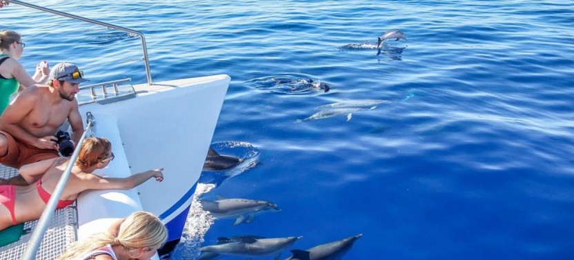 Dolphin and Whale Watching Catamaran Tour from Funchal by VMT Madeira