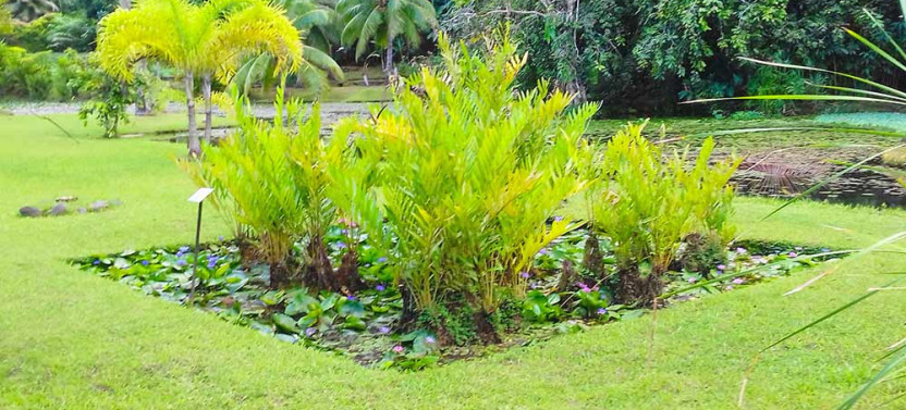 Tahiti Full Day Private Circle Island Classical Coastal Tour