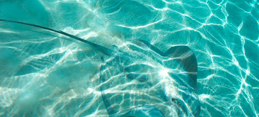 Moorea Full Day Private Circle Island Tour