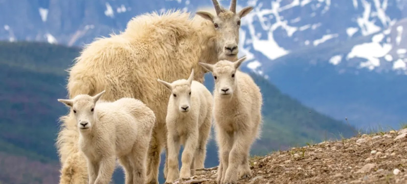 Discover Jasper and It's Wildlife: Group Tour