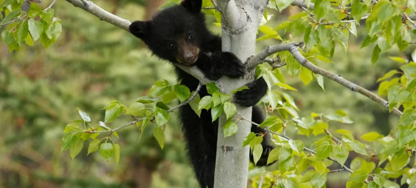 Discover Jasper and It's Wildlife: Group Tour