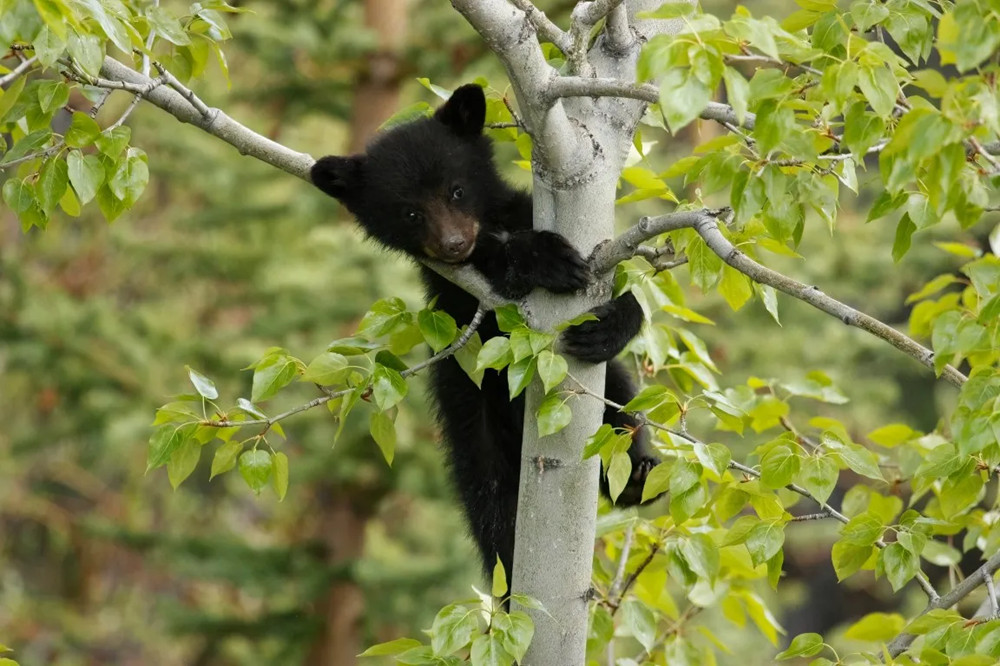Discover Jasper and It's Wildlife: Group Tour