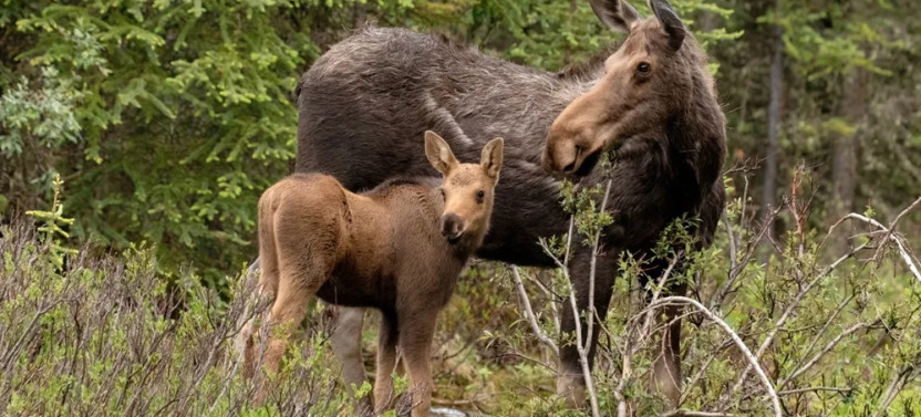 Discover Jasper and It's Wildlife: Group Tour