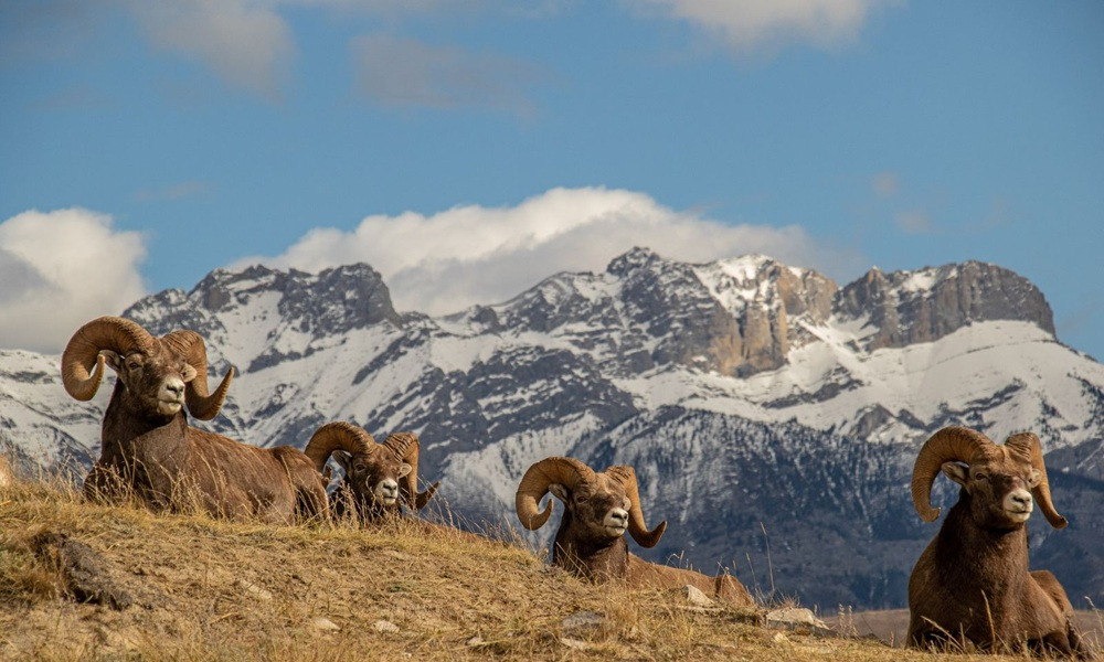 Wildlife of Jasper and The Ecology of Fire
