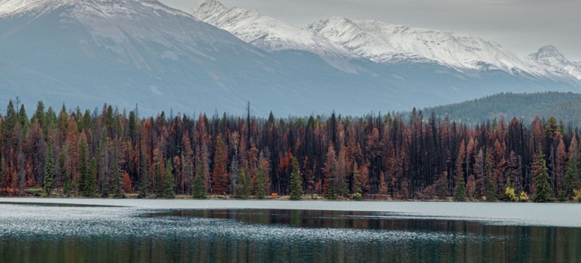 Wildlife of Jasper and The Ecology of Fire