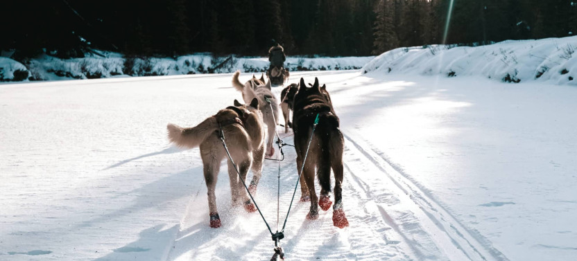 9-Day Premium Yukon & Rockies Christmas Expedition with Northern Lights