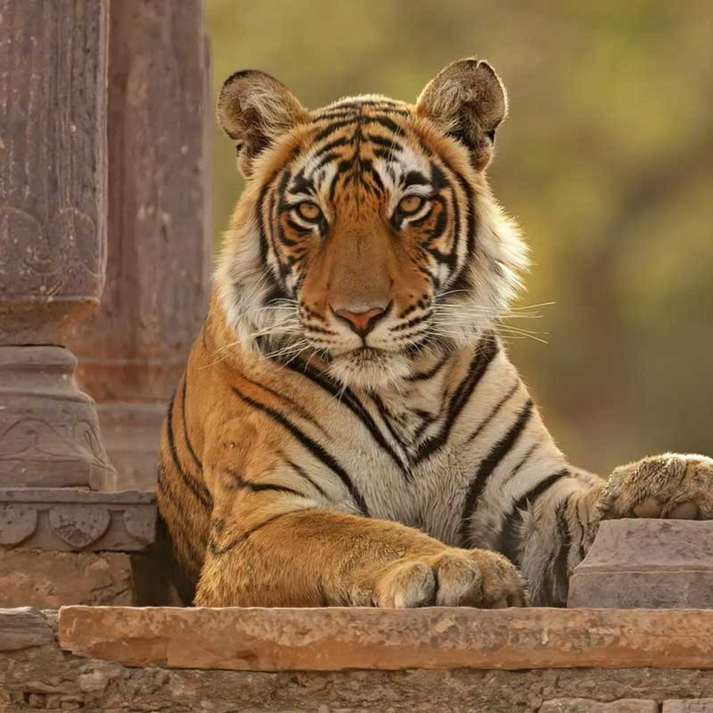 Private Ranthambore National Park Jungle Safari Day Trip from Jaipur
