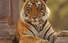 Taj Voyages Tour India1