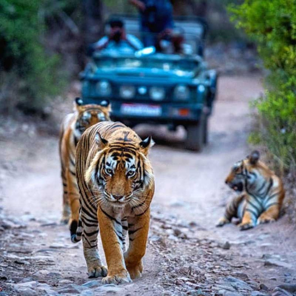 4-Day Golden Triangle Tour with Ranthambore Tiger Safari from Delhi